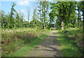 SU8967 : Abury Lane, Swinley Forest by Des Blenkinsopp
