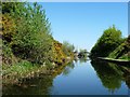 Gorse flowering along the Wyrley & Essington Canal