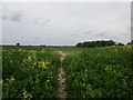 Footpath to Edmondthorpe