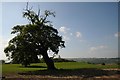 Oak tree near Zululands