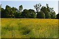 Buttercup field opposite Braishfield cricket ground