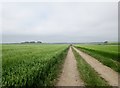 TA0776 : Field  track  through  Barley  fields  on  Centenary  Way by Martin Dawes