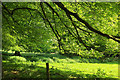 Trees near Buckland Abbey