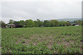 Pea crop at Kingston Blount