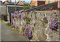 Campanula on wall, Newton Abbot