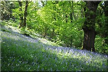 SO2855 : Bluebells in Park Wood by Philip Halling
