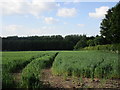 Wheatfield and woodland near Toulston Cottage