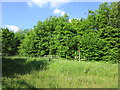 Meadow beside the A1(M)