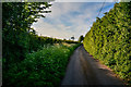 Taunton Deane : Country Lane