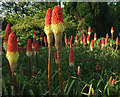 Red hot pokers, Bridge End