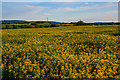 Taunton Deane : Rapeseed Field