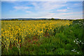 Taunton Deane : Rapeseed Field