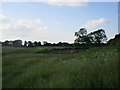 Grass field by the Old Great North Road