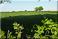 Trees on the A388