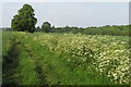 Footpath towards Ash Beds