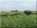 SP2400 : Roadside verge and arable field by Vieve Forward