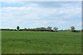 Arable field south of Eachwick Moor