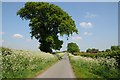 SJ6122 : Oak tree and cow parsley by Philip Halling