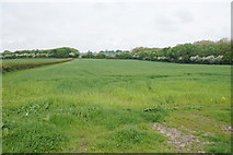 SP7102 : Young wheat crop near Sydenham Grange Farm by Bill Boaden