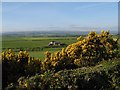 Glenhowe with gorse