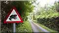 Migratory Toad Crossing Point On Minor Road