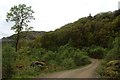 Forest road in Glen Goil