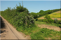 SX7840 : Lane and farmland near Ford by Derek Harper