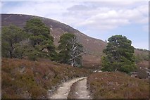 NO0895 : Road up Glen Quoich by Richard Webb
