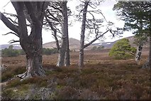 NO0895 : Granny pines, Glen Quoich by Richard Webb