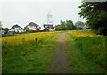 Buttercups, Braemar Crescent Open Space