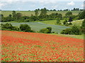 TR0357 : Poppies in a wheat field, Selling by pam fray