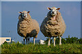 Sedgemoor : Sheep Grazing