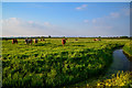 Sedgemoor : Grassy Field & Cattle