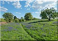 Bluebells and Hawthorn