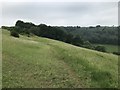 The Cotswold Way on Selsey Common