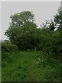 Bridleway to Witton Shields