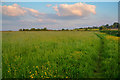 Sedgemoor : Grassy Field