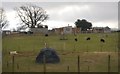 Sheep on a hillside