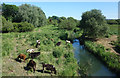 Cows by the River Wey