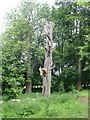 Dead horsechestnut tree, Beningbrough Park