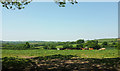 Cattle, Colehouse Farm