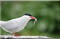 NU2135 : Arctic Tern and Sand Eel prey on Inner Farne by James T M Towill