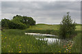 A pond at the edge of Heron