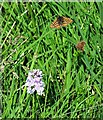 marsh fritillary