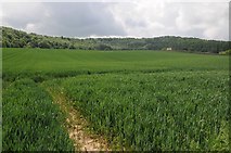 SJ5401 : Arable field of winter cereals by Philip Halling