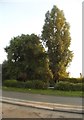 Trees on Birmingham New Road, Roseville