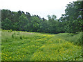 Field edge north of Lake Wood