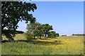 Summer fields at Byra Hill