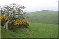 Thorn tree, Auchtenny