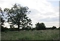 Grass field on the outskirts of Tadcater